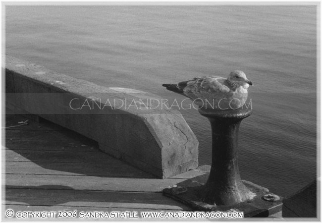 Sea Gull at Halifax Dock